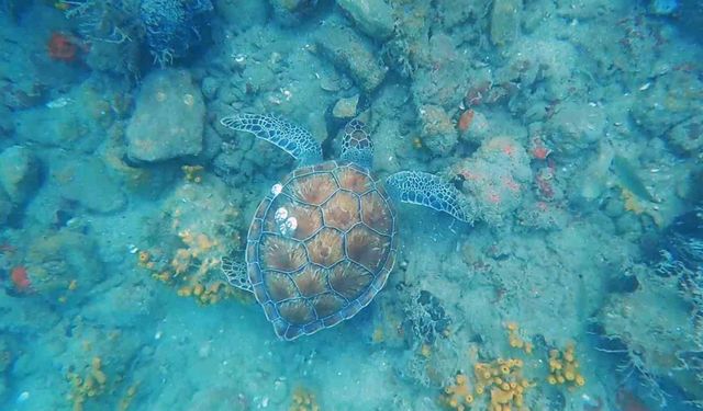 Gökova Körfezinde Deniz kaplumbağaları ile dalış keyfi