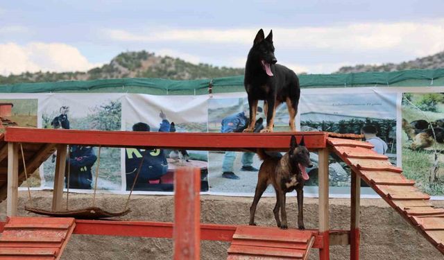 "Hassas burunlar" zorlu eğitimlerle afetlere hazırlanıyor