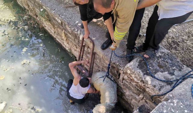 Havuza düşen koyunu itfaiye ekipleri kurtardı