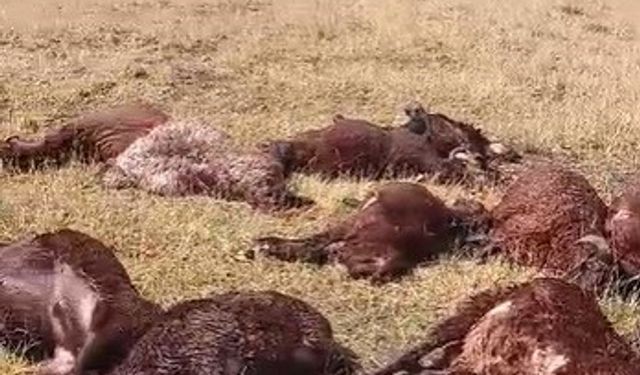 Iğdır’da yıldırım düşmesi sonucu, 2 kardeş yaralandı 20 koyun telef oldu