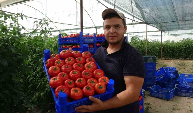 Isparta’da yayla şartlarında domates hasadı başladı