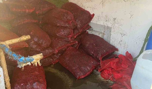 İstanbul Fatih’te 1 ton kaçak midye ele geçirildi