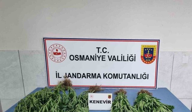 Jandarmadan uyuşturucu operasyonu: 10 gözaltı