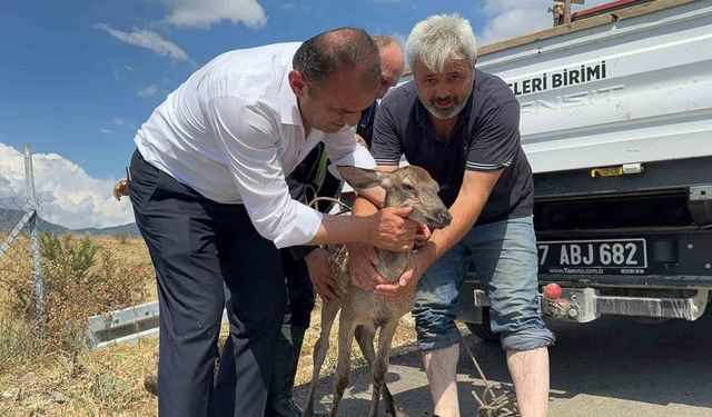 Kastamonu’da su kanalına düşerek yaralanan karaca kurtarıldı