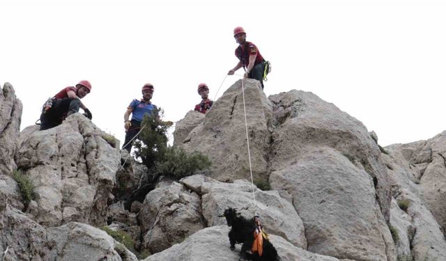 Kayalık alanda mahsur kalan 6 keçi ekiplerce kurtarıldı