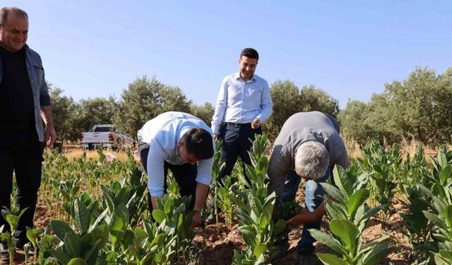 Kaymakam Gündoğdu ve Cumhuriyet Savcısı Tan tütün hasadına katıldı