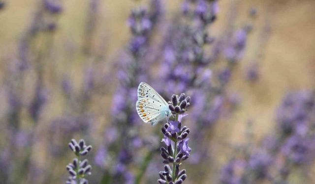 Kelebekler diyarında mavi kelebeği fotoğraflamak için yarıştılar