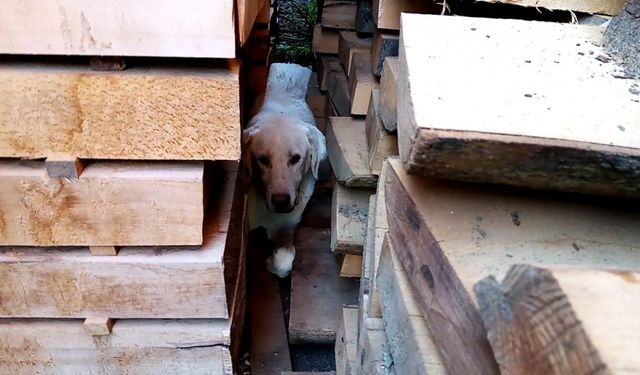 Kerestelerin arasına sıkışan köpeği itfaiye kurtardı