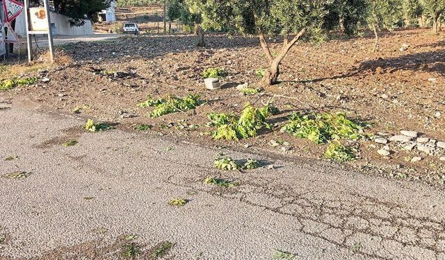 Kilis’te sağanak zeytin ve fıstık ağaçlarına zarar verdi