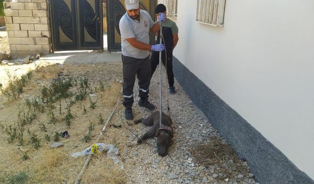 Kızıltepe’de evin bahçesine giren pitbull cinsi köpek korkuttu