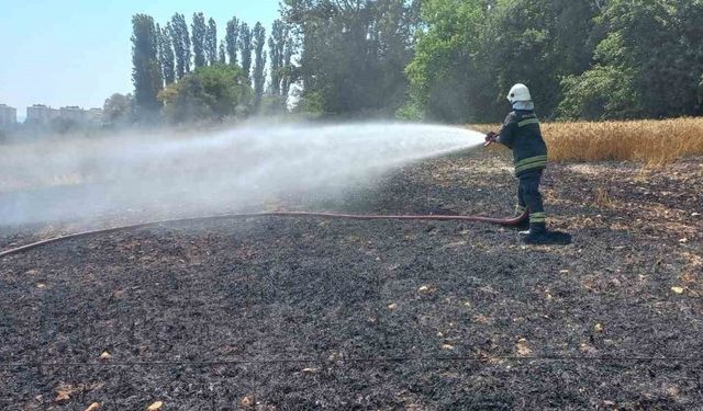 Kopan elektrik kablosu 1 buçuk dönüm buğday tarlasını küle çevirdi