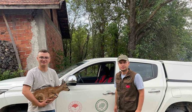 Köpeklerin saldırdığı yavru karacayı vatandaş kurtardı