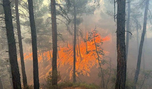 Kütahya Gediz’deki orman yangını kontrol altına alındı