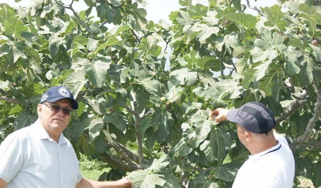 Kuyucak’ta incir bahçelerinde hastalık ve zararlı kontrolü yapıldı