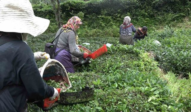 Mahalleli imeceyle hastanede yatan komşularının çayını topladı