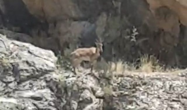 Malatya’da dağ keçileri görüntülendi