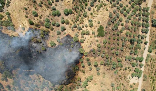 Manisa’daki orman yangını kontrol altına alındı