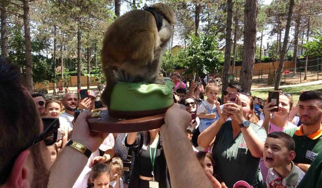 Maymun Luna’nın doğum günü Çekmeköy hayvanat bahçesinde çocuklarla beraber kutlandı