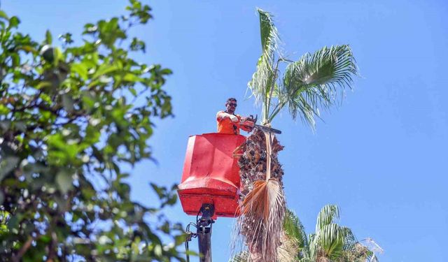 Mersin’de palmiye ağaçları budanıyor