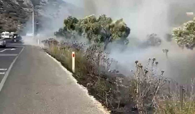 Milas-Bodrum karayolunda zeytinlik yangını