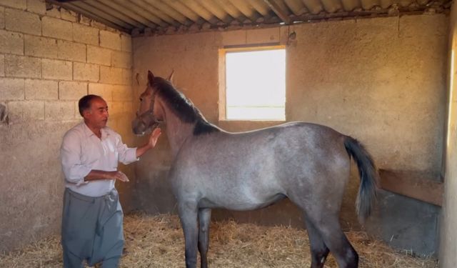 Milyonluk Arap ve İngiliz yarış atları Şanlıurfa’da yetişiyor