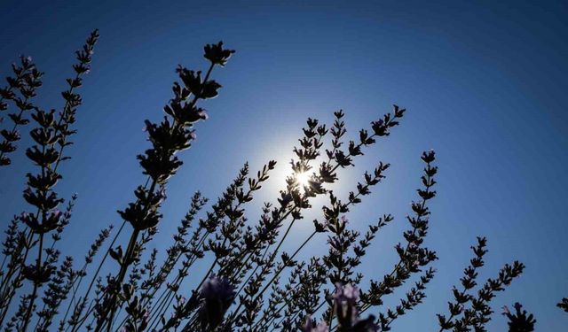 Mis kokulu lavantalarda hasat heyecanı