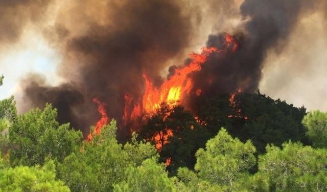 Muğla Valisi Dr. İdris Akbıyık’tan orman yangınlarına karşı uyarı