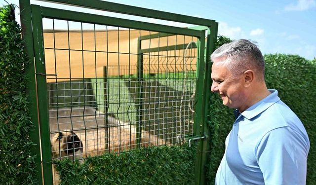 Muratpaşa Belediye Başkanı Uysal: "Sokak hayvanlarında denge sağlanmalı"