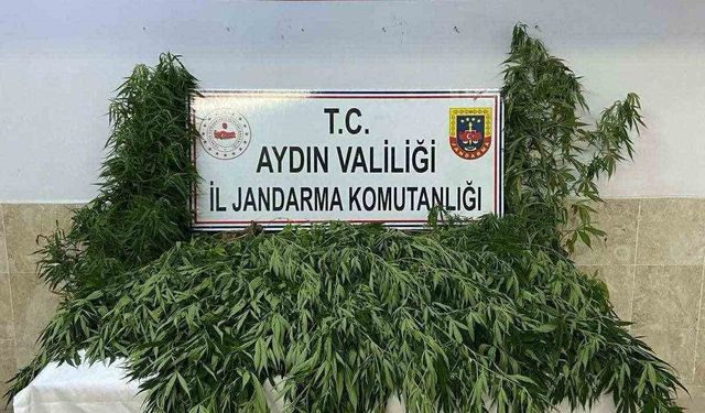 Nazilli’de evin bahçesinde 100 kök kenevir ele geçirildi