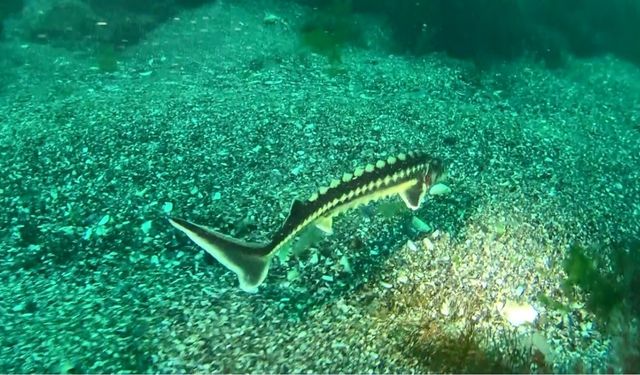 Nesli 200 milyon yıl öncesine dayanıyor: Ordu’da nesli tehlike altında olan ‘Mersin balığı’ görüntülendi