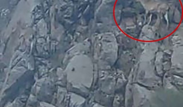 Nesli tükenme tehlikesi altındaki tırmanma uzmanı dağ keçileri Elazığ’da görüntülendi