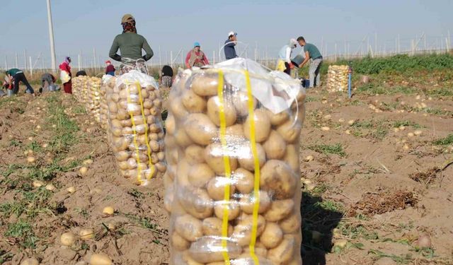 Niğde’de yazlık patates ekimi yüzde 200 arttı