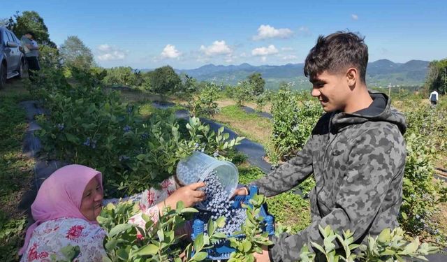 Ordu’da mavi yemiş kazandırıyor