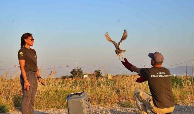 Peçeli baykuşlar özgürlüğe kanat çırptı