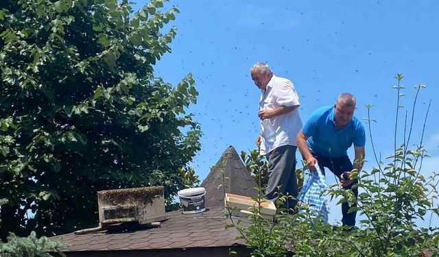 Rize’de oğul veren arılara İl Genel Meclisi üyesi müdahale etti