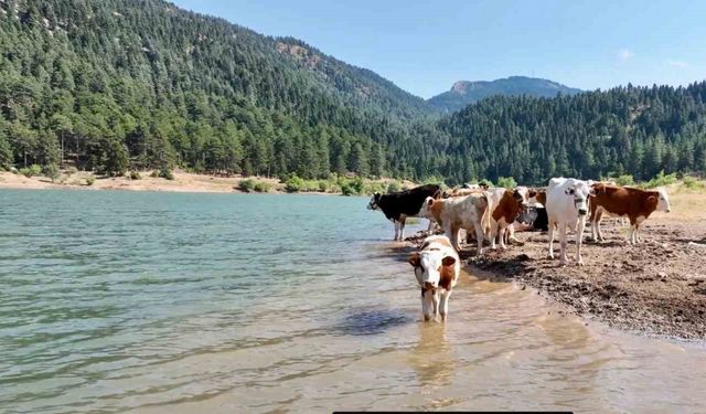 Sıcaktan bunalan inekler gölette serinledi