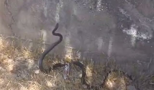 Siirt’te sokak ortasında yılan görüldü