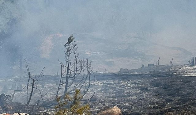 Sinop’ta orman yangını