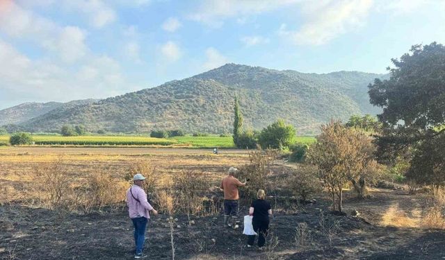 Söke’de yangından etkilenen 500 dekarlık zeytinlik alanında hasar tespiti yapıldı