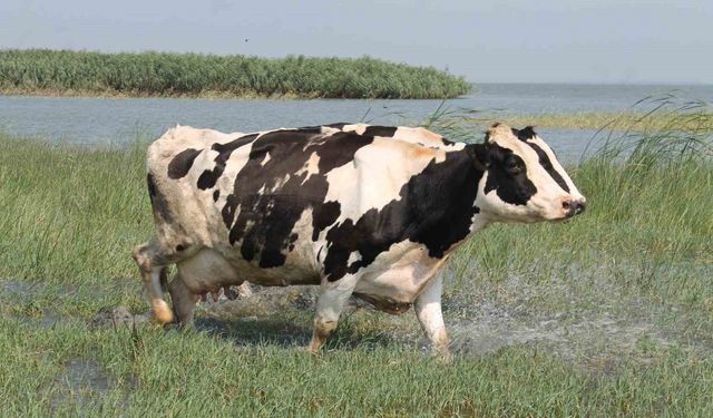 Süt inekleri Manyas Gölü’ne girip serinliyor