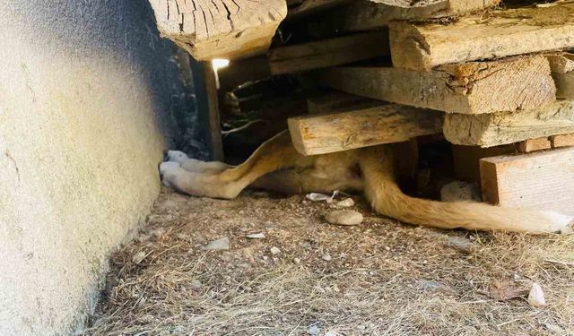 Tahtaların altına sıkışan yavru köpeği itfaiye ekipleri kurtardı