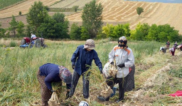 Taşköprü sarımsağında hasat devam ediyor, 40 ila 130 lira arasında satılıyor