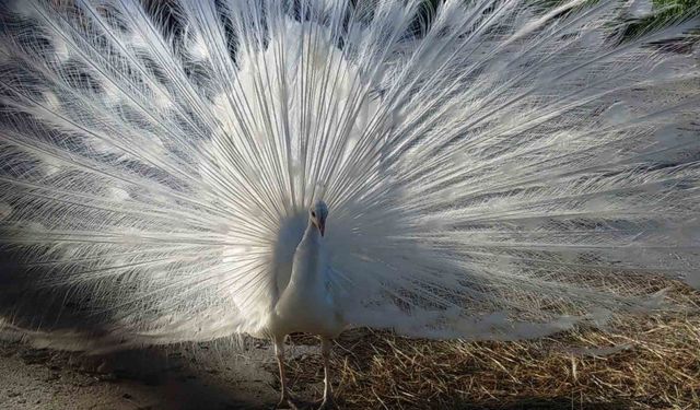 Tavus kuşları Van’ı sevdi