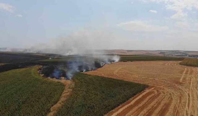 Tekirdağ’da anız yangını 500 dönüm yandı: Yangın sürüyor