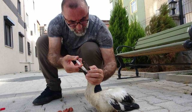 Tokat’ta bulduğu yaralı yavru leyleği İstanbul’daki evinde besliyor