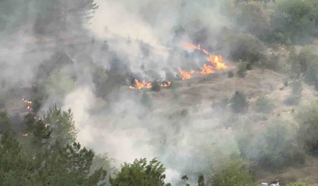 Tokat’ta korkutan orman yangını