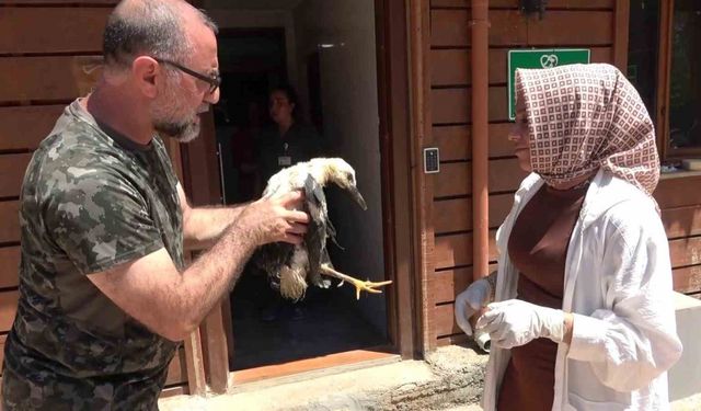 Tokat’tan İstanbul’a getirilen yaralı yavru leylek hayvanat bahçesine teslim edildi