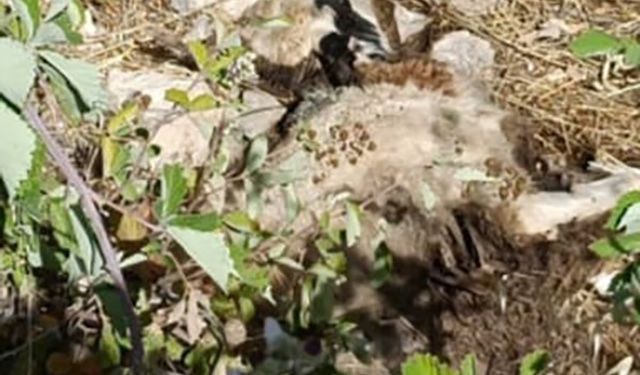 Tunceli’de sürüye kurt saldırdı: 21 koyun telef oldu