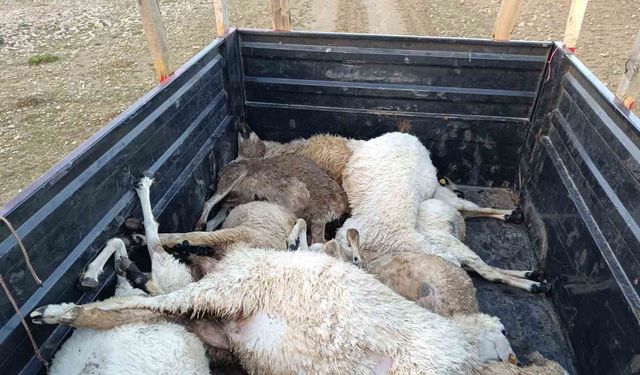 Tunceli’de sürüye yıldırım isabet etti: 16 koyun telef oldu
