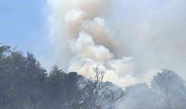 Turgutlu’da orman yangını evlere sıçradı